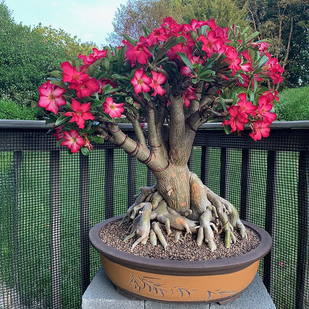 Adenium Plant